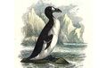 extinct-species-4-great-auk