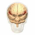 120px-Inferior_frontal_gyrus_animation_small
