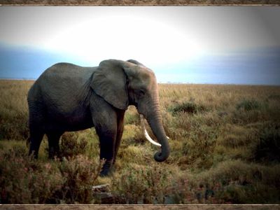 elephant-standing